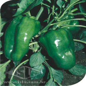 PIMENTÃO CASCA DURA IKEDA PCT ALUM 100 GR PRO
