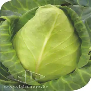 REPOLHO CORAÇAO DE BOI SP 10 ENV. 10 GR