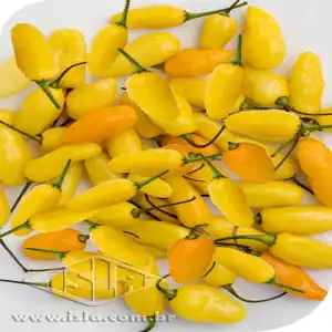 PIMENTA GUARACI CUMARI DO PARA 10 UN 2,5 GR