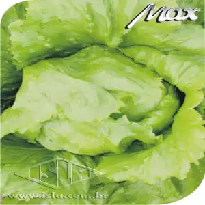 ALFACE AMER DELICIA SP 10 UN 1,50 GR