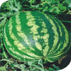 MELANCIA CRIMSON SWEET PCT ALUM. 100 GR