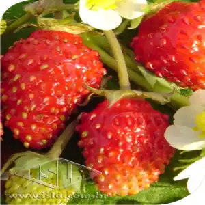 MORANGO ORNAMENTAL SILVESTRE SP 10 UN 0,3 GR