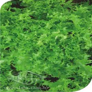 CHICORIA CRESPA SP 10 UN 10 GR   (**)