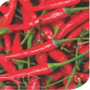 PIMENTA BRS MARI DEDO DE MOCA MT 20 ENV. 0,8 GR