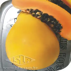 MAMAO GOLDEN PAPAYA SP 10 UN 2 GR