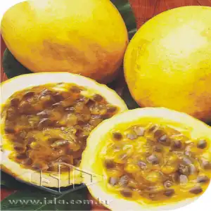 MARACUJA REDONDO AMARELO SP 10 UN 6 GR