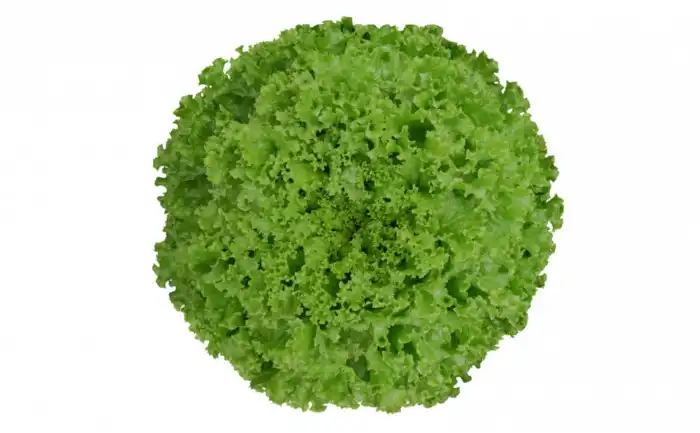 ALFACE IVY CRESPA (PELET. STAND-UP 7.500 SEMENTES)