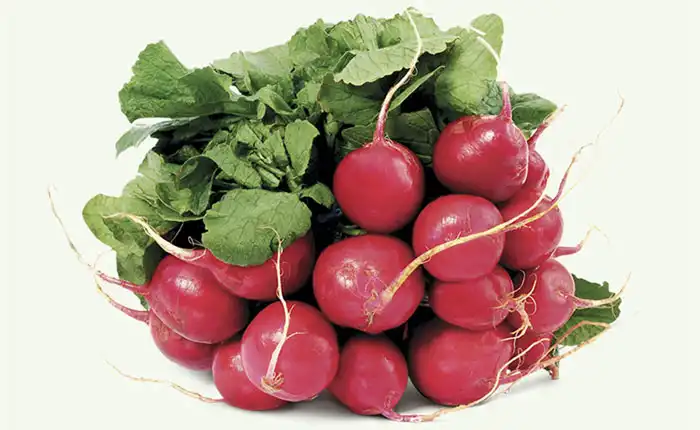 RABANETE N°19 (HIBRIDO STAND-UP 500G)