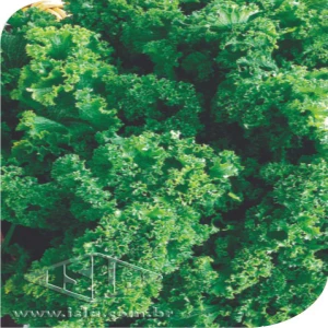 MOSTARDA CRESPA MT 20 UN 1,6 GR