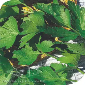 SALSA GRAUDA PORTUGUESA SP 10 UN 8 GR