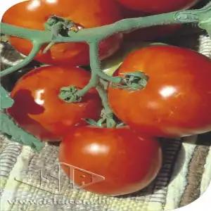 TOMATE RASTEIRO RIO GRANDE SP 10 UN 3,5 GR