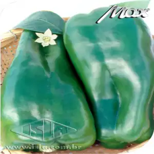 PIMENTAO HIB PROVEITO SP 10 UN 0,1 GR