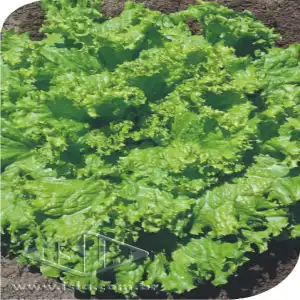 ALFACE SIMPSON SEM. PRETA MT 20 ENV. 2,2 GR