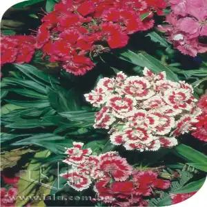 FLOR CRAVINA BARBATUS ALTA DOB. SORT 20 ENV. 0,3 GR