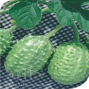 MAXIXE SP 10 UN 10 GR