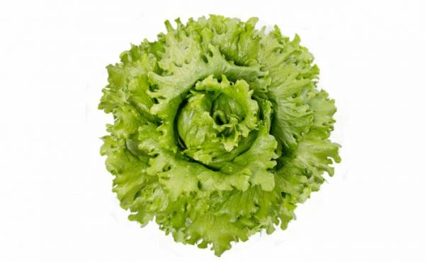 ALFACE AMERICANA TIETA(PELET. STAND-UP 7.500 SEM) 