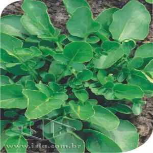 AGRIAO DA TERRA SP 10 UN 10 GR