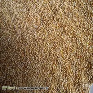 PAINCO NACIONAL - KG