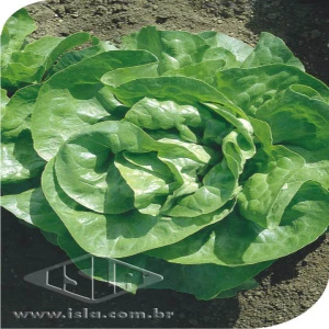 ALFACE REGINA DE VERAO SP 10 UN 8,5 GR R