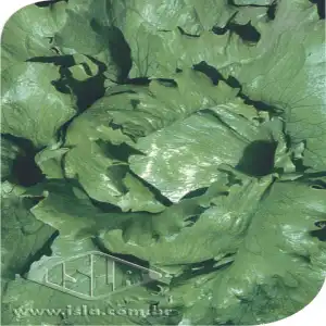 ALFACE AMER GDS LAGOS MT 20 ENV. 1,50 GR