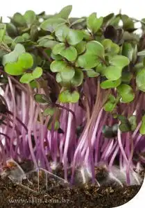 MICROVERDE REPOLHO ROXO KRISHNA PCT ALUM 500GR (PRO)