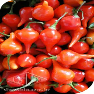 PIMENTA IRACEMA BIQUINHO MT 20 ENV DE 0,8 GR
