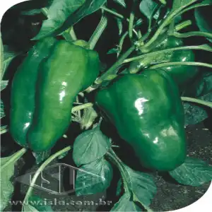 PIMENTÃO CASCA DURA IKEDA PCT ALUM 100 GR PRO