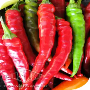 PIMENTA DE CAYANE DEDO DE MOÇA SP 10 UN 4 GR