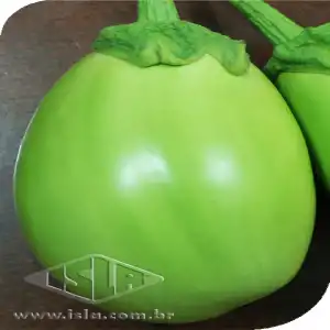 JILO GIGANTE JAIBA SP 10 UN 5 GR