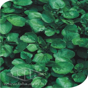 AGRIAO DA AGUA FOLHA LARGA MT 20 ENV. 0,4 GR R