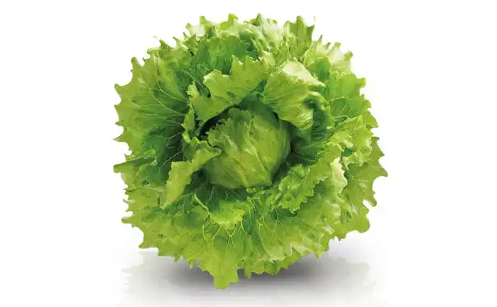 ALFACE AMER DORA AF 5007 (PALETIZADA STAND-UP 7.500 SEM)