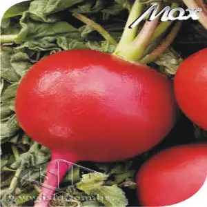 RABANETE APOLO SP 10 UN 9 GR