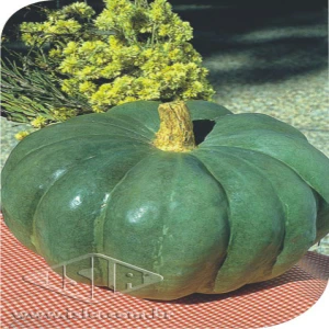 MORANGA COROA SP 10 ENV. 7 GR