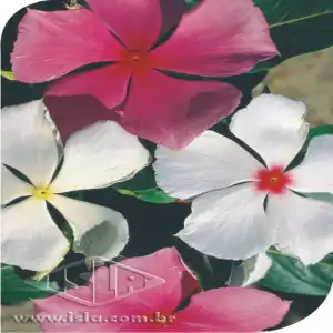 FLOR VINCA SORTIDA (BOA NOITE) 20 ENV. 0,22 GR