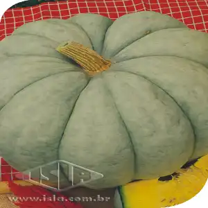 MORANGA PATACA GIGANTE SP 10 UN 6 GR