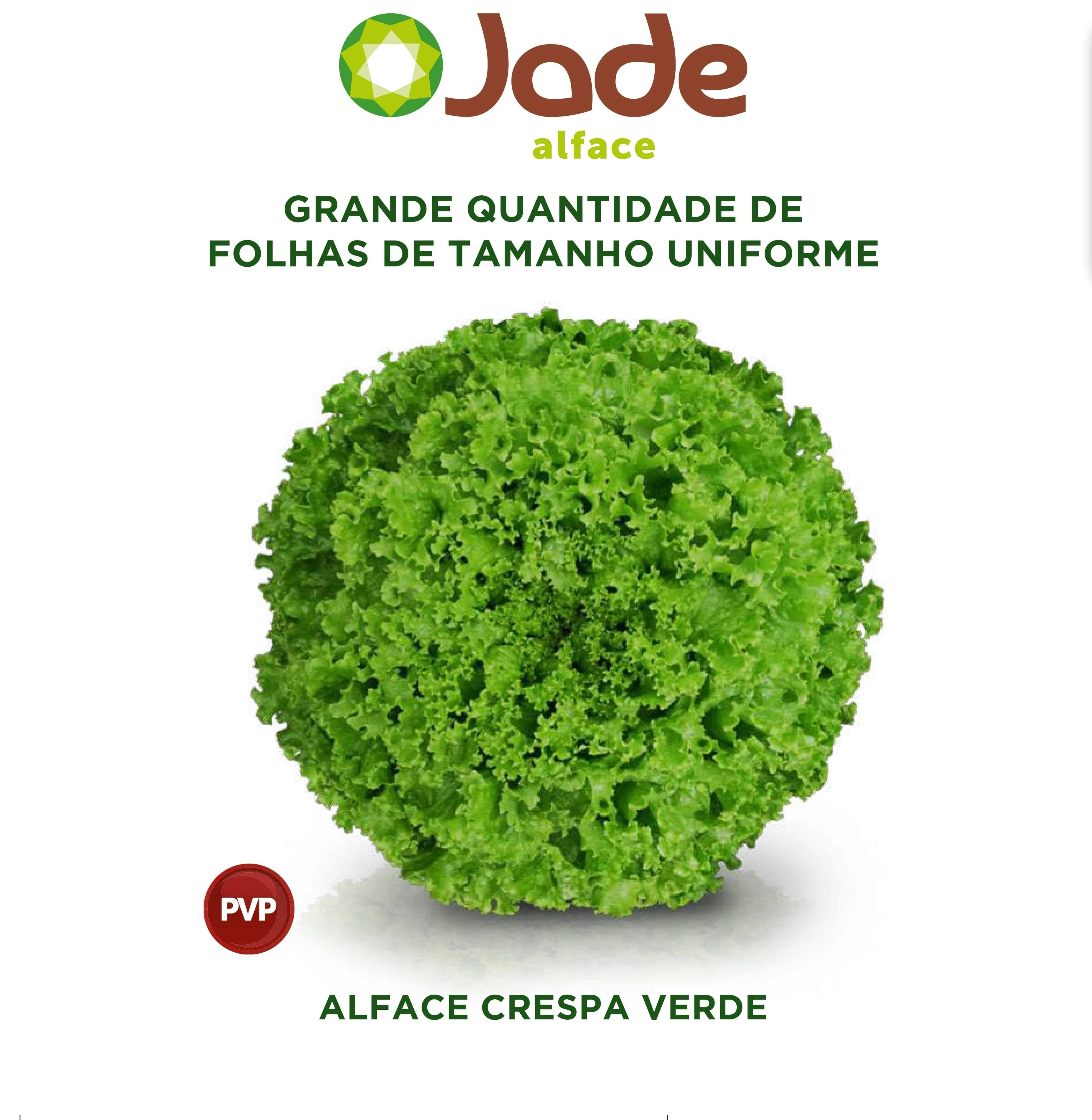 ALFACE JADE  CRESPA AF 7944 (PALET. STAND-UP 7500 SEM)