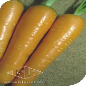 CENOURA BRASILIA SP 10 UN 5 GR