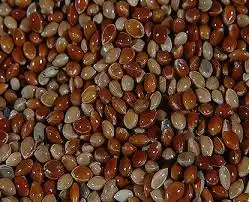 PAINCO VERMELHO - KG