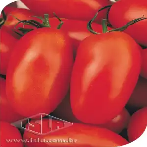 TOMATE SAN MARZANO SP 10 UN 3 GR