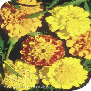 FLOR TAGETE SORT ANA CRAVO DA INDIA SP 10 UN 0,9 GR