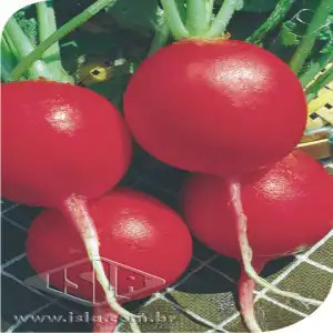 RABANETE COMETA SP 10 UN 10 GR