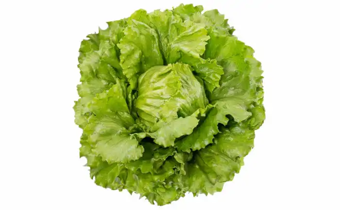 ALFACE  AMERICANA TRIXIE (PELET. STAND-UP 7.500 SEM) 