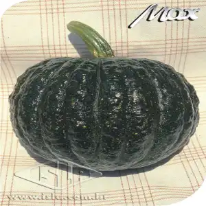 ABOB. HIB. TETSUKABUTO F1 P1E ALUM 100 GR