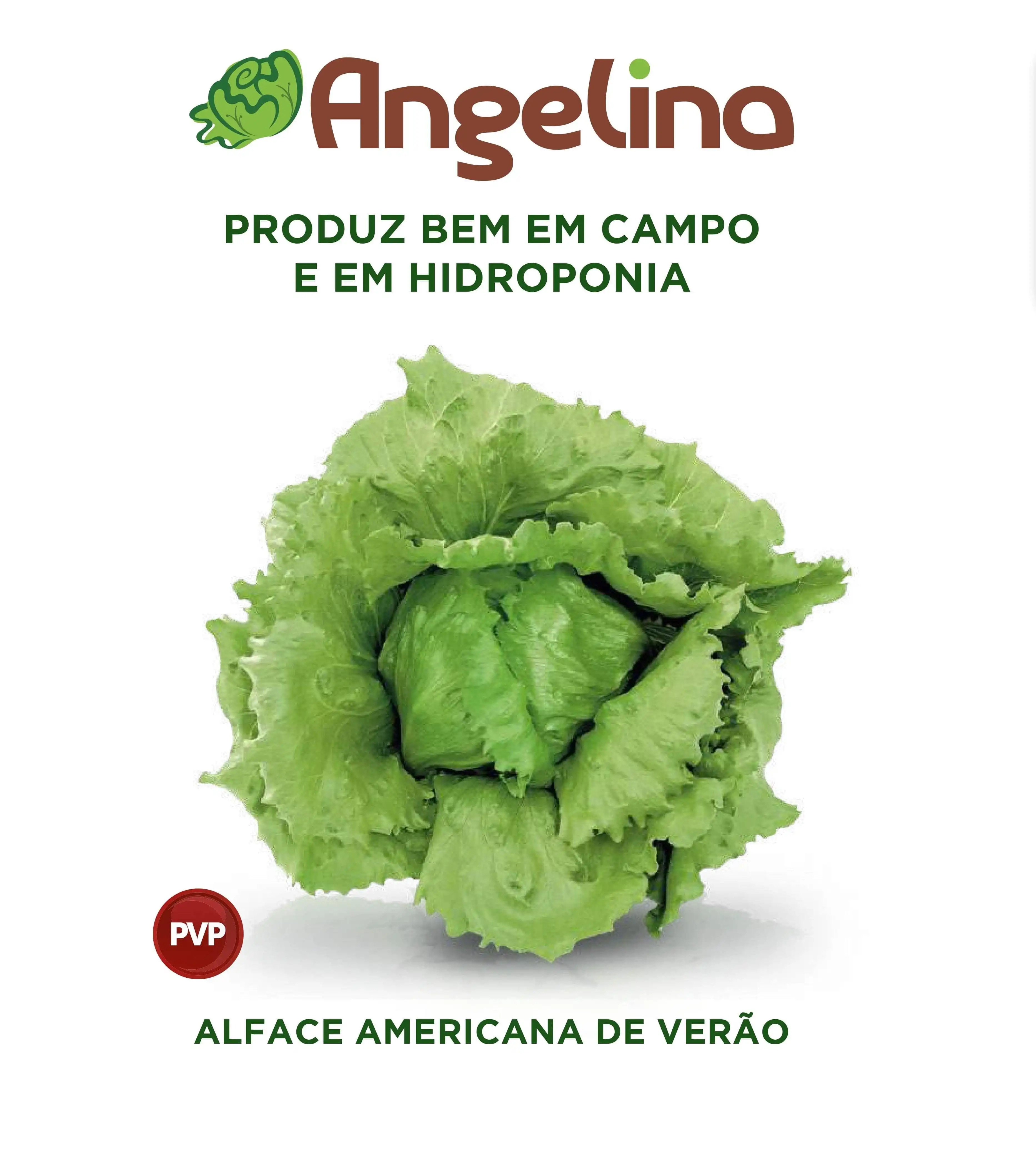 ALFACE AMERICANA ANGELINA 25.000 PELETS