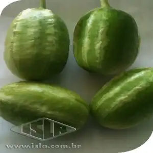 MAXIXE JAIBA LISO SP 10 UN 10 GR