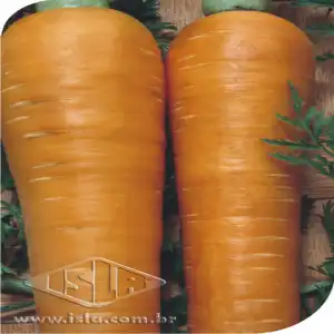 CENOURA NANTES CALIB. MD SP 10 UN 10 GR