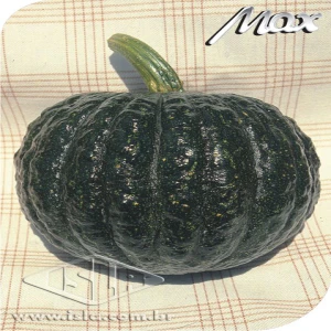 ABOB. HIB TETSUKABUTO IMP MT 20 UN  1.2 GR