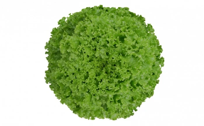 ALFACE IVY CRESPA (PELET. STAND-UP 7.500 SEMENTES)