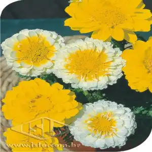 FLOR CRISANTEMO DOBRADO SORTIDO 20 ENV. 0,3 GR RO