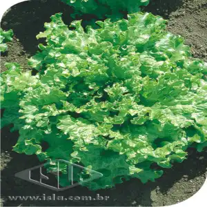 ALFACE C GRAND RAPIDS SP 10 UN 5,00 GR R